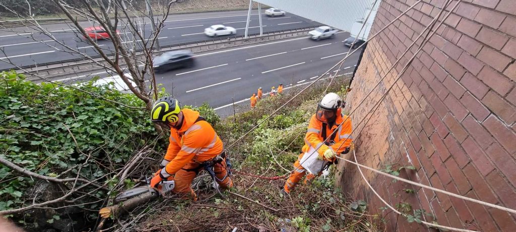rope access tree surgery at the side of a motorway