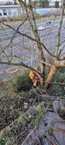 rope-access-tree-surgery-roadside-2