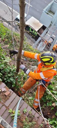 rope-access-tree-surgery-roadside-4