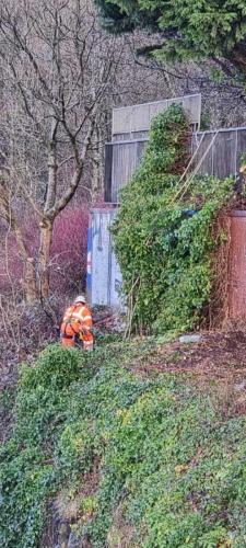 rope-access-tree-surgery-roadside-5