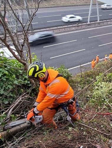 rope-access-tree-surgerry
